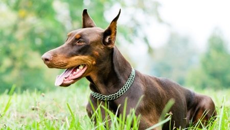 Brown Dobermans: color and care features