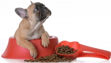 Foods for the French Bulldog: what are and how to choose?