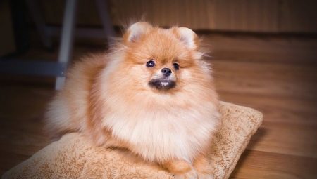 Feeding and caring for a Pomeranian Spitz at home