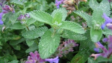 Catnip: what is it and how does the plant act on cats?