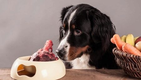 Dog bones: what can be given and which can not be fed?