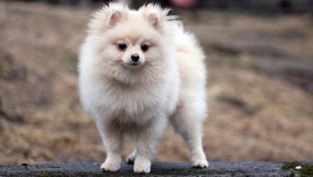 Cream spitz: color features, puppy conditions