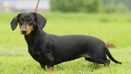 Rabbit dachshund: types and rules of content