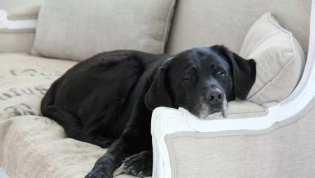 Labrador in an apartment: the pros and cons, the rules of maintenance