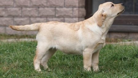 Labrador 4 hónapos korban: hogyan néz ki, és hogyan kell tartalmaznia?