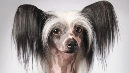 Bald Chinese Crested Dog: description and conditions for its maintenance