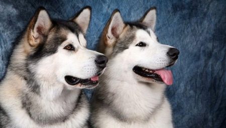 Malamute and Husky: description and differences of breeds