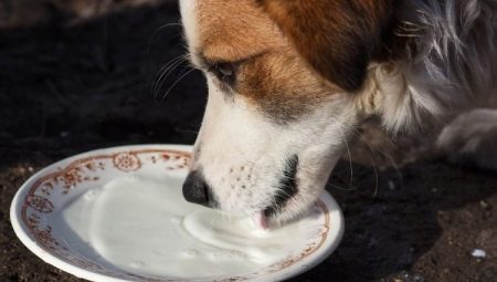 Can I give milk to dogs and how to do it right?