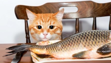 Is it possible to feed cats with fish and what are the limitations?