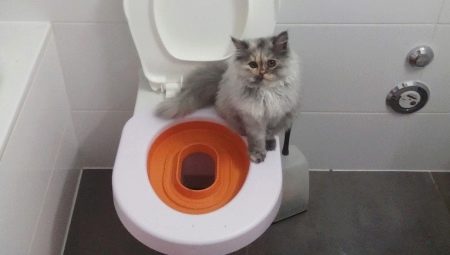 Pads on the toilet for cats