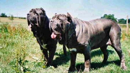 Neapolitan Mastiff: description and recommendations for the content