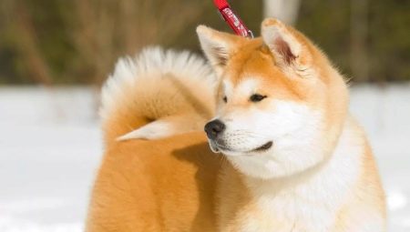 Az Akita Inu oktatásának és képzésének nünei