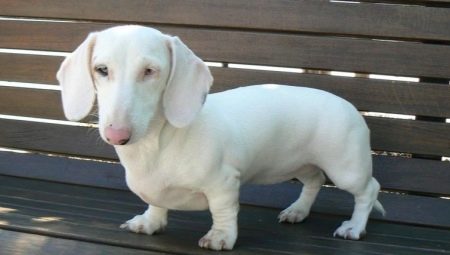 Description of white dachshunds, their nature and rules of care