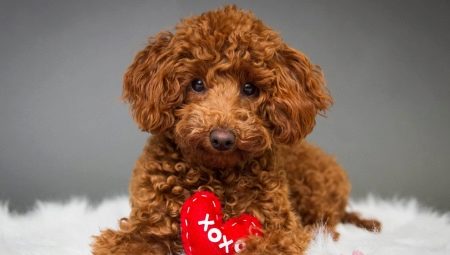 Description breeds curly dogs and their content