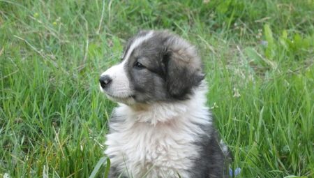 Description of the Romanian Shepherd, their nature and content