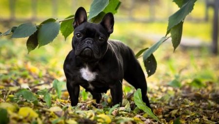 Features care for the French Bulldog