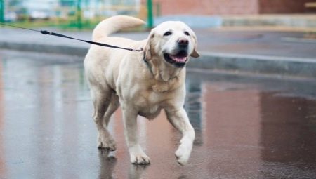 Yellow Labrador: description, content and choice of name