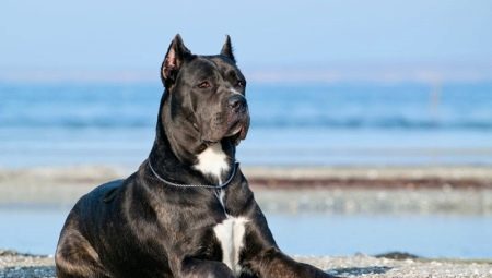 Pros and cons of Cane Corso character