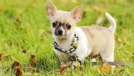 Pros and cons of Chihuahua breed