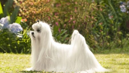 Pros and cons of Maltese breed