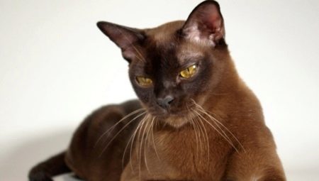 Popular breeds of brown cats and cats