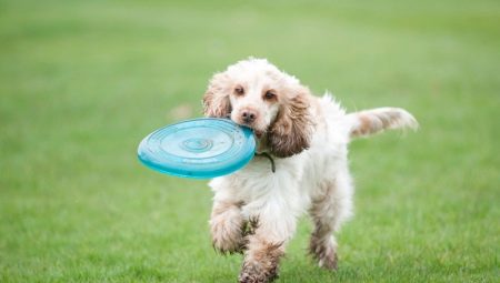 Recommendations for the education and training spaniels