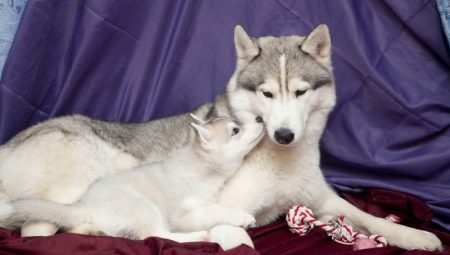 Sakhalin Husky: breed description and cultivation