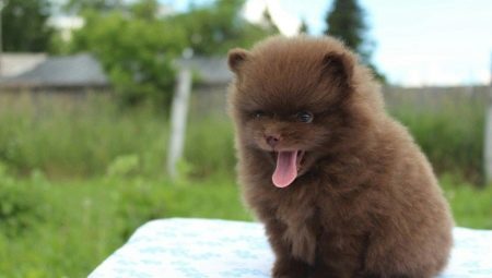 Chocolate Spitz: variations of color, content of puppies