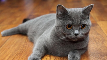 Scottish Straight Cats: breed description, color types and content