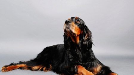 Scottish Setter: the history of the breed, how it looks and how to contain it?