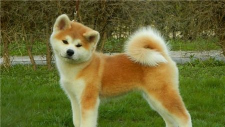 How many years do Akita Inu live and what does it depend on?