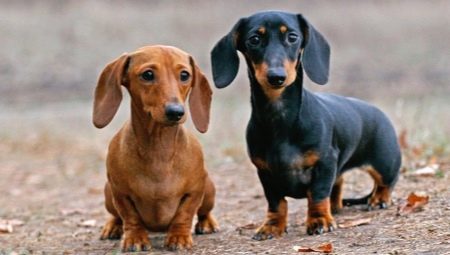 How many years do dachshunds live and what does it depend on?