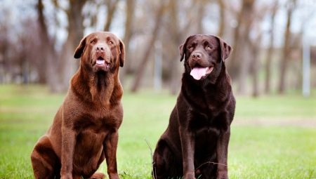 Mennyi ideig élnek a labradorok és mitől függ?