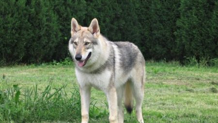 Dogs that look like wolves: breed description