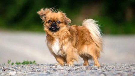 List of nicknames for Pekingese girls