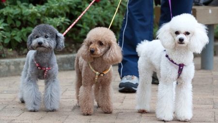 Poodle Hair Care