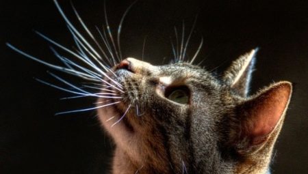 Cat's whiskers: what are they called, what are their functions, can they be trimmed?