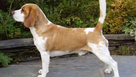 Beagle breed variations