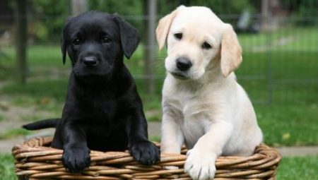 Labrador weight by month