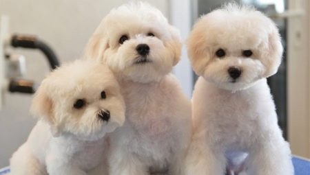 Types of haircuts for Bichon Frize