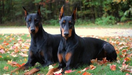 Education and training Doberman