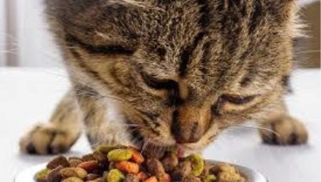 Is dry cat food harmful or not?