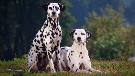 Everything you need to know about Dalmatians