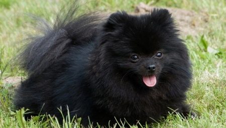 All about black pomeranian spitz