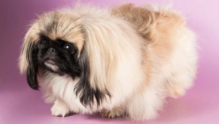 All about dwarf Pekingese