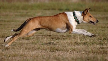 All about short-haired collie