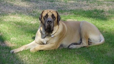 All about dog breed Mastiff