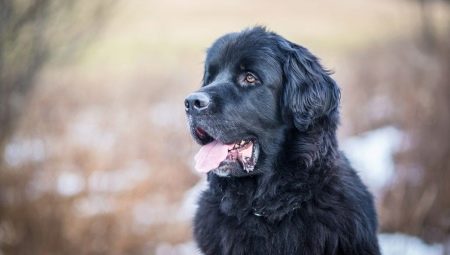 All about breed Newfoundland dogs