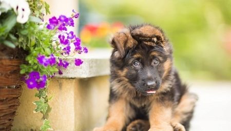 All about German Shepherd puppies at 3 months