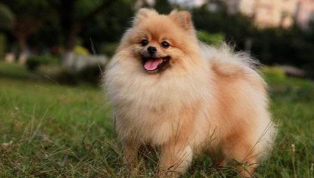 All about dogs breed Spitz